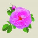 Rose Oil For Skin